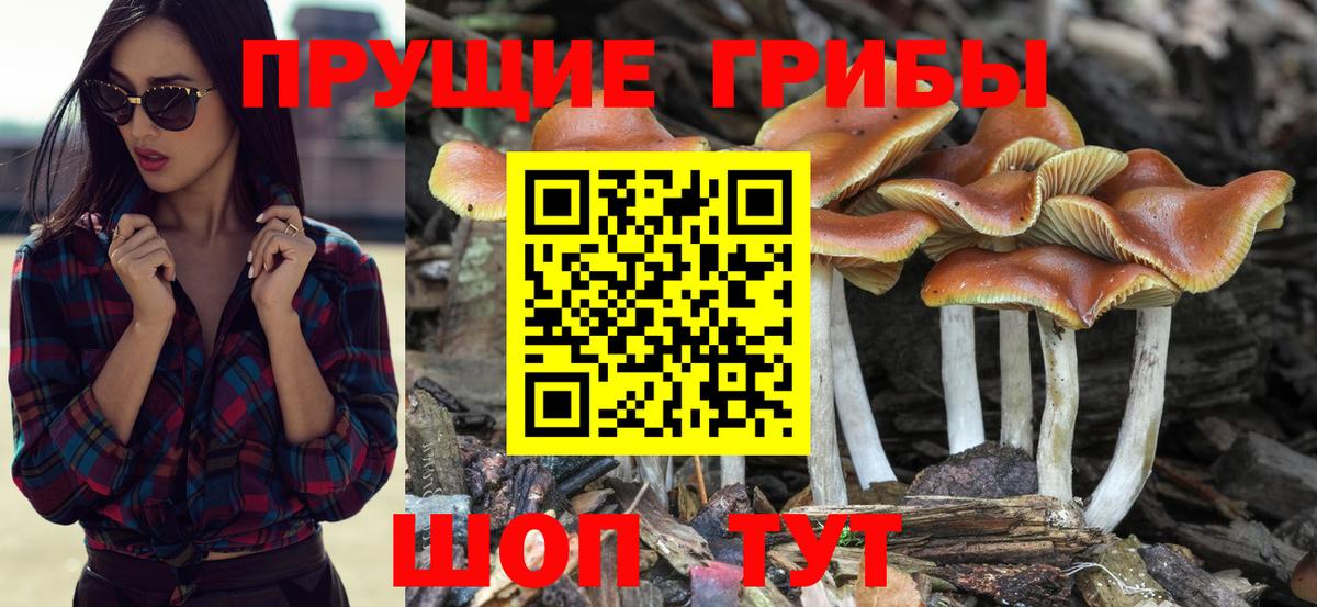цена   Псилоцибиновые грибы Psilocybe  Вход с VPN  Черкесск  Псилоцибиновые грибы Cubensis 